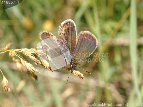 Image of Butterfly