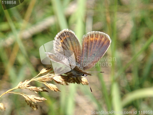 Image of Butterfly