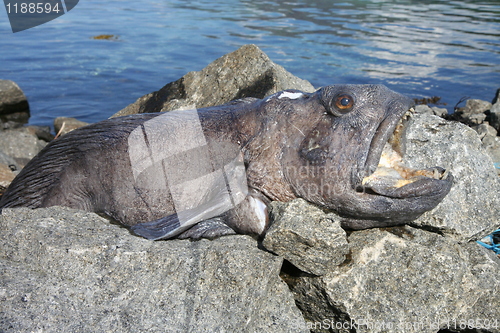 Image of Wolffish, Anarhichas lupus. A perciform fish