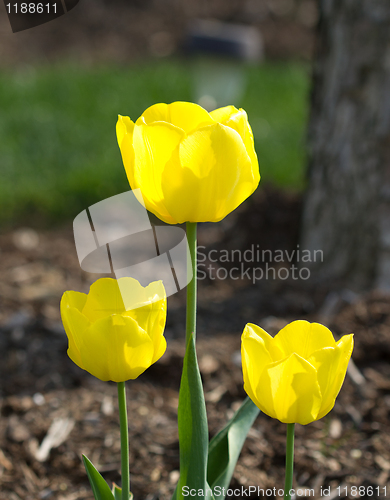 Image of 3 Yellow Tulips