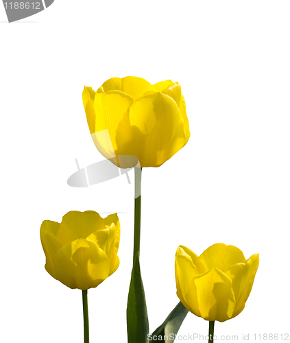 Image of Yellow Tulips Isolated