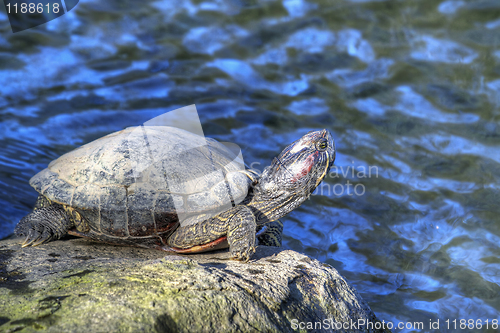 Image of Tortoise Sunbathing by the Pond