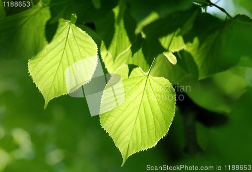 Image of green foliage glowing in sunlight
