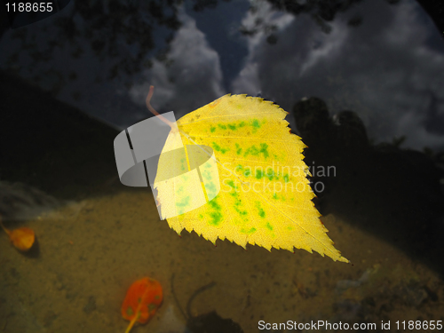 Image of autumn leaf in water  