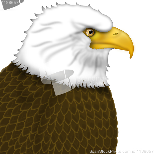Image of American Bald Eagle Portrait