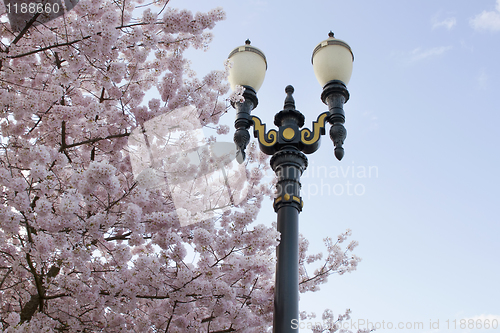 Image of Cherry Blossoms Lamp Post Against Blue Sky