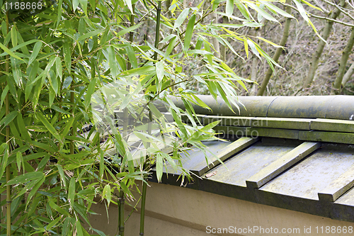 Image of Bamboo Plants in Japanese Garden