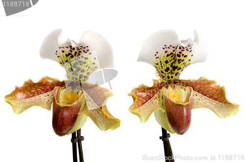 Image of Close up of orchid (Paphiopedilum Maudiae) 