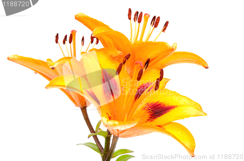 Image of Orange lilies