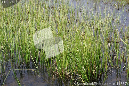 Image of fertile marshes