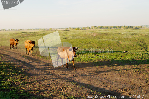 Image of cows