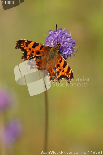 Image of Butterfly on flower