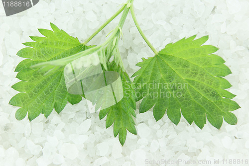 Image of Nettle on spa salt