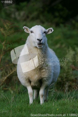 Image of Sheep chewing grass