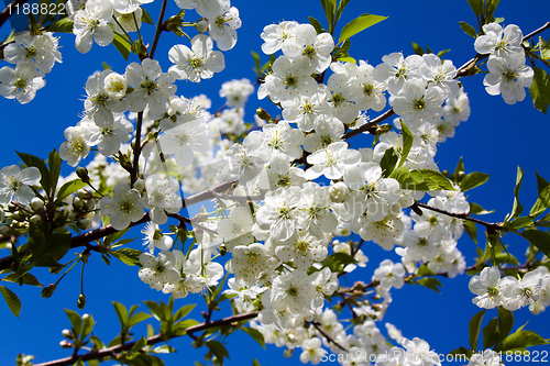 Image of Blossoming tree