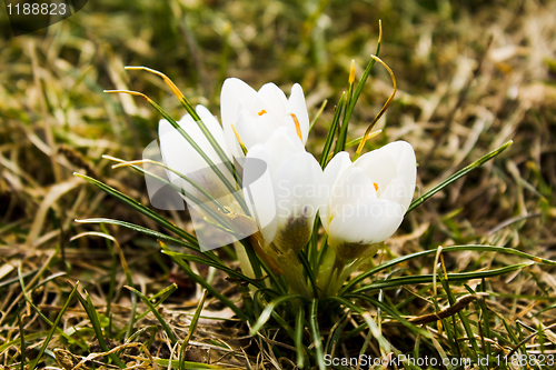 Image of white flowers