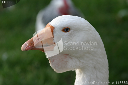 Image of Portrait of a goose