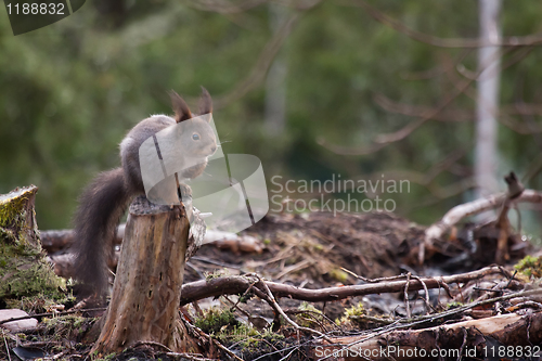 Image of Red squirrel