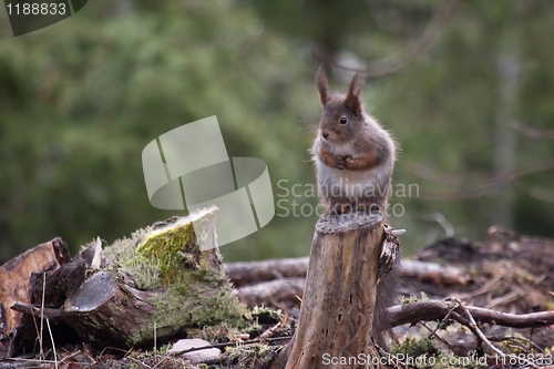 Image of Squirrel