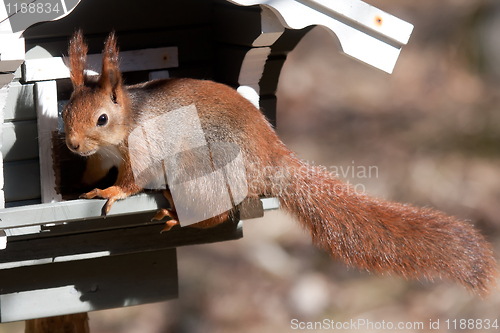 Image of Red squirrel