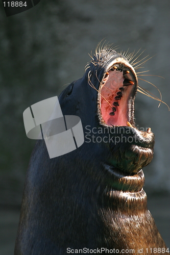 Image of Seal