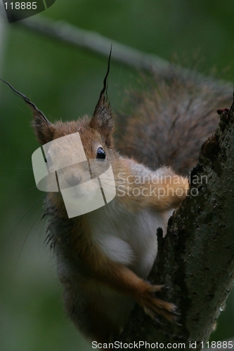 Image of Wet squirrel