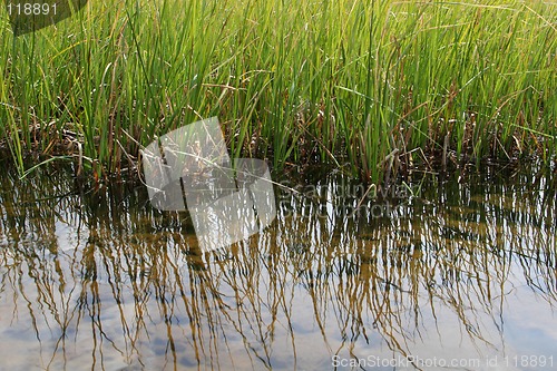 Image of marsh reeds