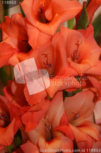 Image of peachy flowers