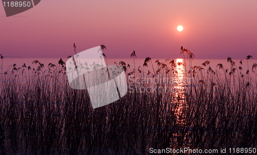 Image of Purple sunset