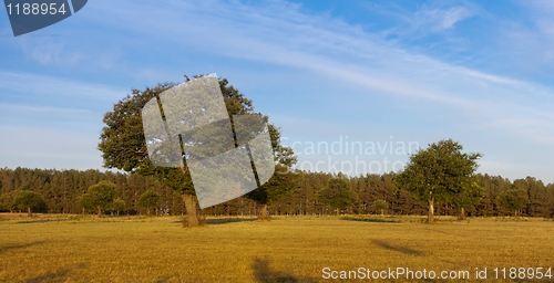 Image of Chestnut trees in field in golden light