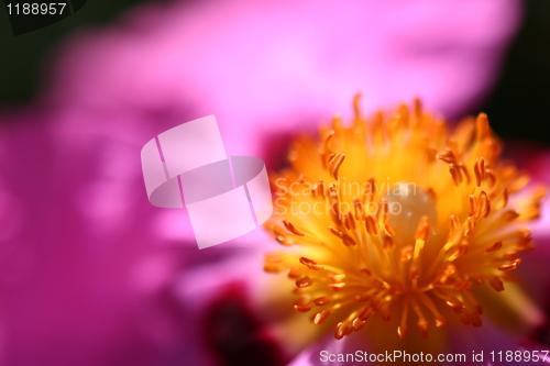 Image of Pink Rockrose