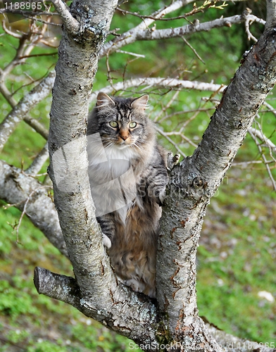 Image of Cat in tree