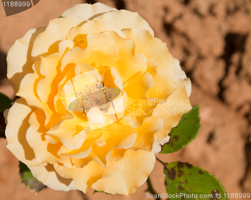 Image of Yellow rose 