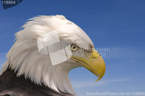 Image of Eagle