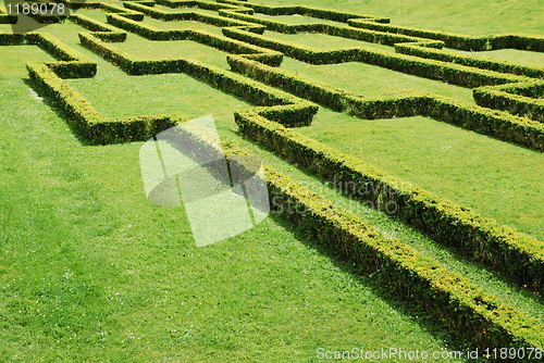 Image of Green cuted bushes