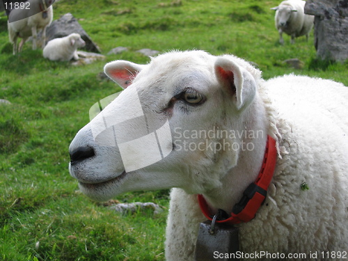 Image of Sheep head looking to the left