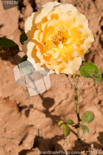 Image of Yellow rose 