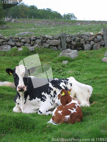 Image of Cow and a cetle laying in the field