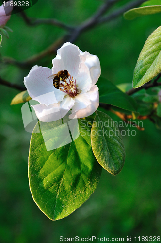 Image of Quince bloom and bee