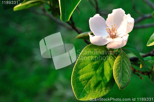 Image of Quince blooming