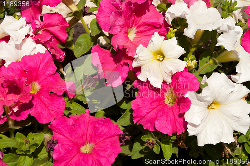 Image of Petunias