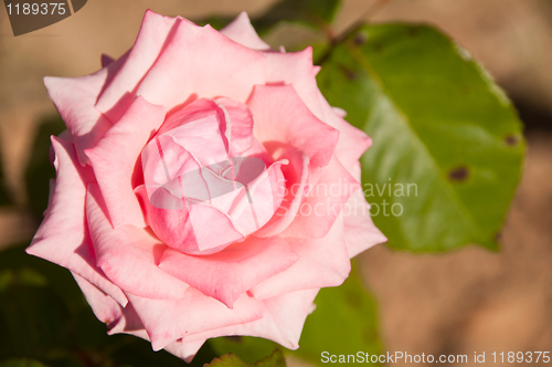 Image of Pink rose 