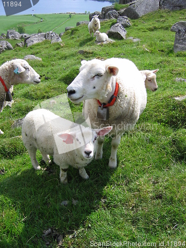 Image of Mother sheep and her lamb