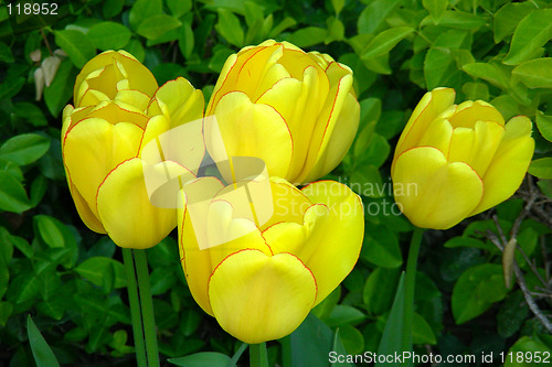 Image of 4 yellow tulips