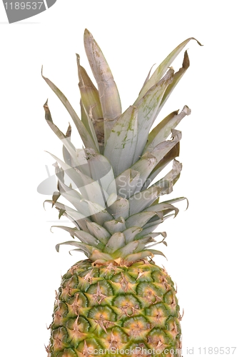 Image of Pineapple