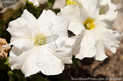 Image of Petunia