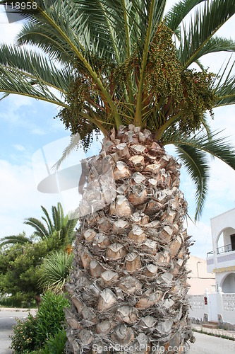 Image of Squirrel in palm, 1