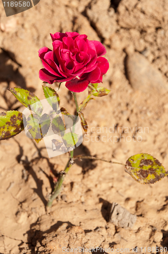 Image of Dark pink rose