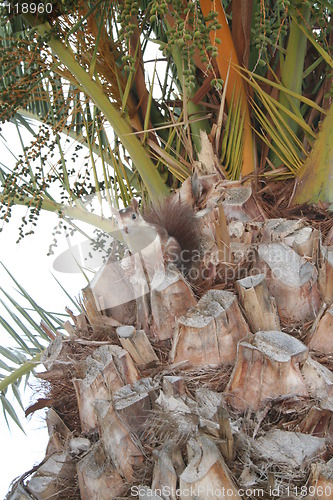Image of Frightened squirrel in palm , 2