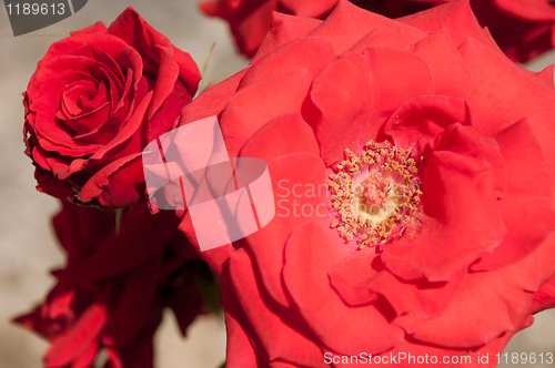 Image of Salmon rose 